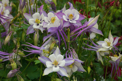 Close-up of purple flowering plants