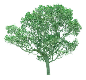 View of tree against white background