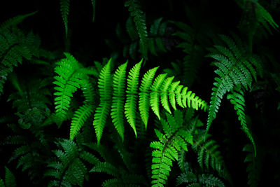 Group dark background of thriving fern with deep rich greens. concept of nature