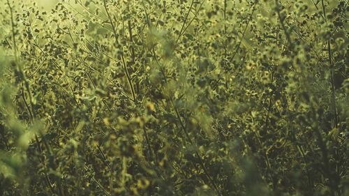 Full frame shot of plants on field