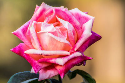 Close-up of pink rose blooming outdoors