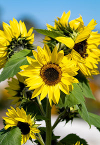 Close-up of yellow flowering plant