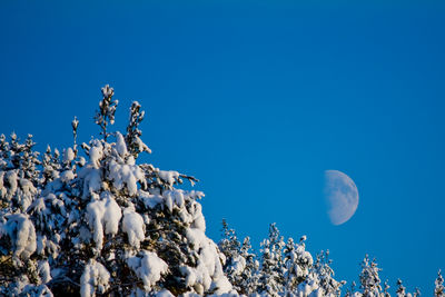 Low angle view of snow covered landscape against blue sky