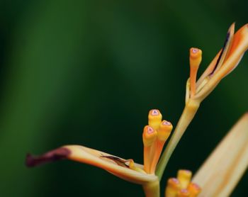 Detail shot of plant against blurred background