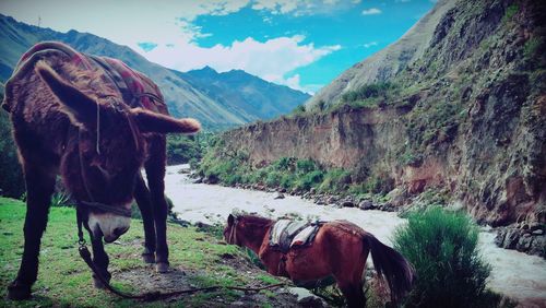 Donkey and horse by river against mountains on sunny day