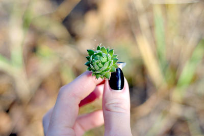 Close-up of hand holding succulent plant