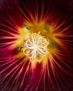 Full frame shot of white flower