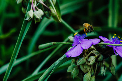 Close-up of bee pollinating on purple flower