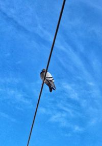 Low angle view of bird flying against blue sky