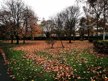 Trees in park during autumn