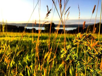 Plants growing on field