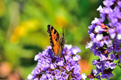 Close-up of butterfly on purple flower