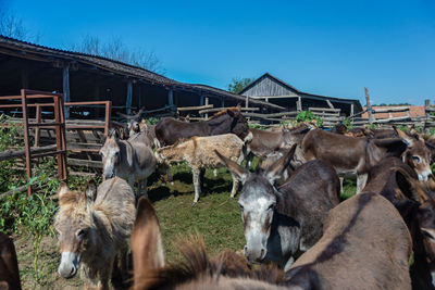 Horses on field against clear sky