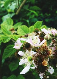 Close-up of bee on white flowers