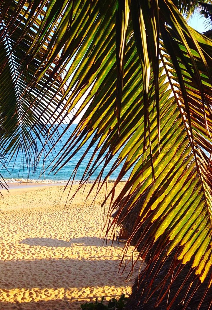 palm tree, palm leaf, growth, tree, low angle view, leaf, nature, tranquility, tree trunk, sunlight, beauty in nature, outdoors, green color, day, no people, sky, tropical climate, coconut palm tree, scenics, pattern