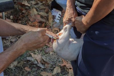 Cropped hands of male veterinarian injecting mammal held by coworker on field