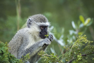 Monkey sitting on a plant