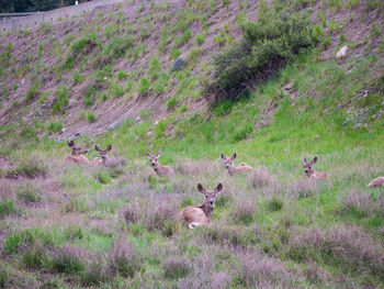 View of deer on field