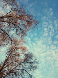 Low angle view of tree against sky