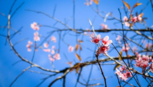 Close-up of cherry blossom against blue sky