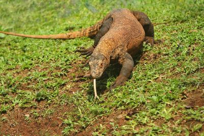 Close-up of lizard on field