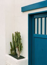 Close-up of potted plant on window