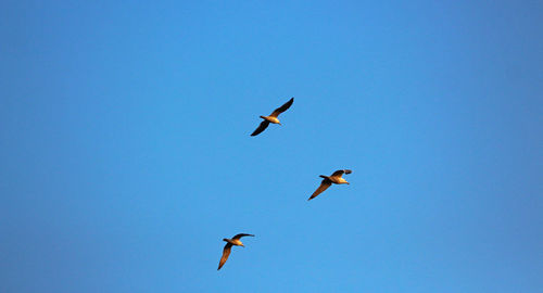 Low angle view of birds flying in sky