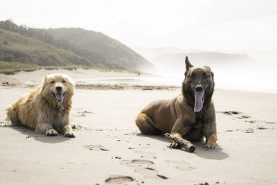 Malinois shepherd dog and border collie cross dog a sunset on the beach