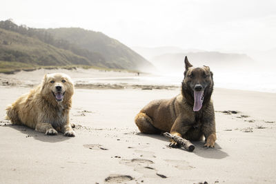 Dogs standing at beach