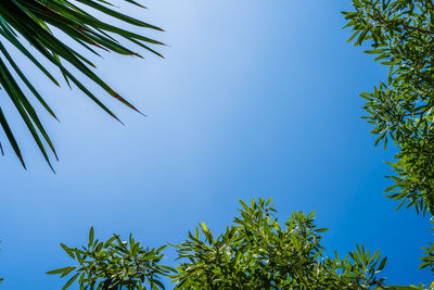 Low angle view of palm tree against clear blue sky