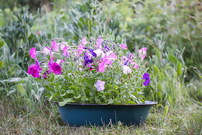 Close-up of pink flowering plants on field