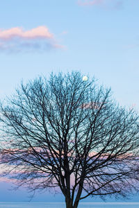 Low angle view of bare tree against sky