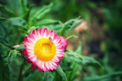 Close-up of pink flower