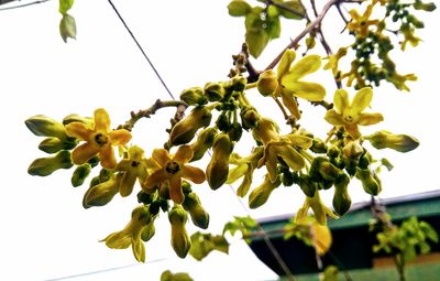 Low angle view of apple tree against sky