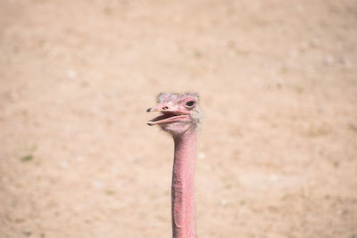 Close-up of a bird