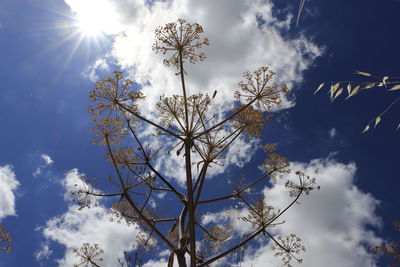 Low angle view of flowering plants against cloudy sky