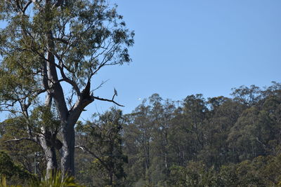 Scenic view of trees against clear blue sky