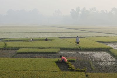 agriculture