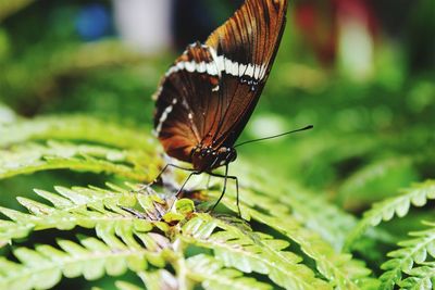 Close-up of butterfly on leaf