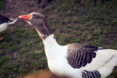 Close-up of bird