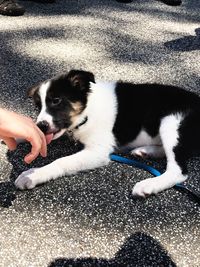 Low section of woman holding puppy