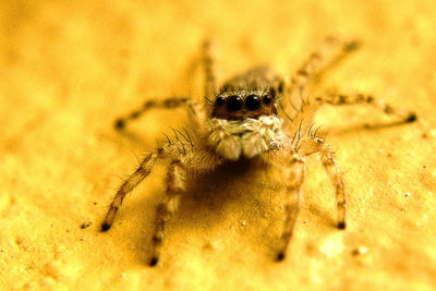 Close-up of spider