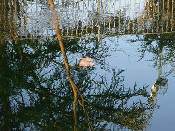 Scenic view of lake in forest