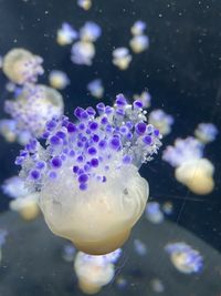 Close-up of jellyfish swimming in sea