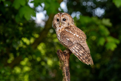 Close-up of bird
