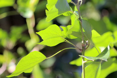 Close-up of plant