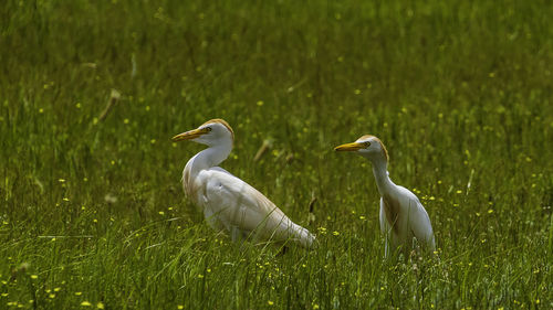 Ducks on a land