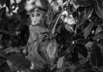 Close-up portrait of a monkey