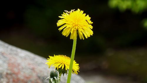 Close-up of yellow dandelion flower