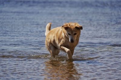 Dogs running in lake